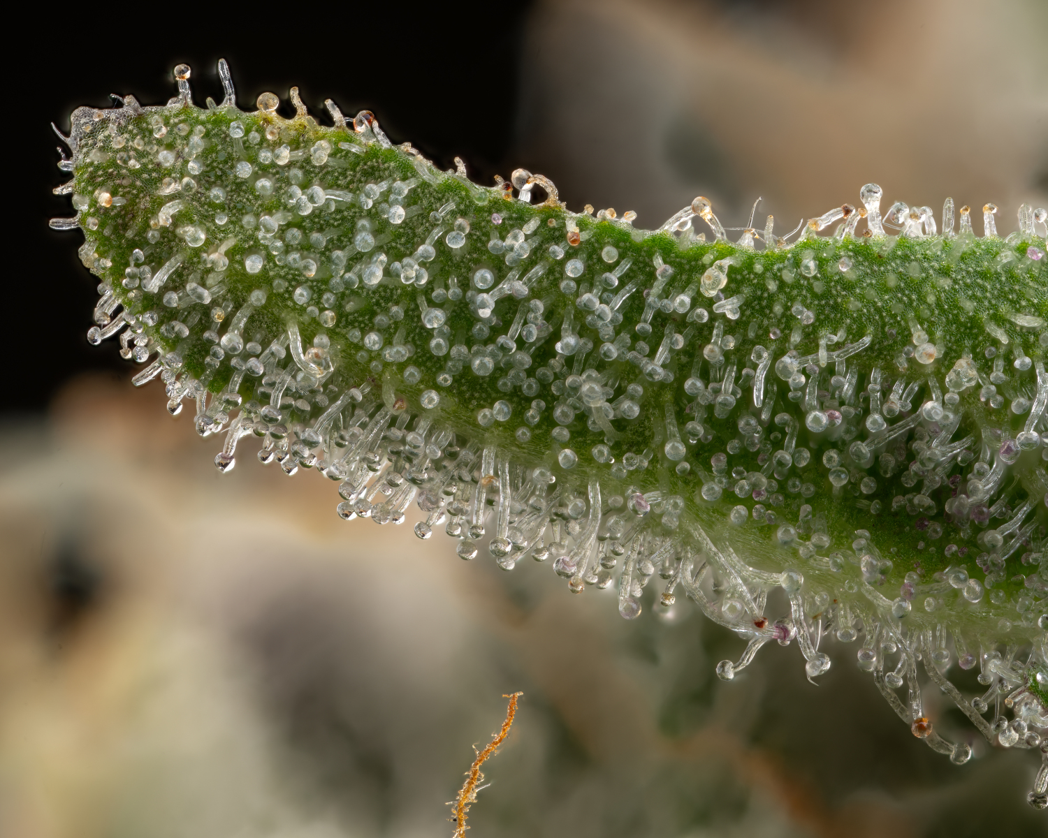 macro and trichome detail
