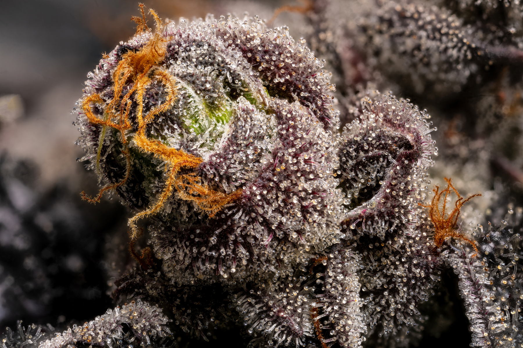 macro and trichome detail