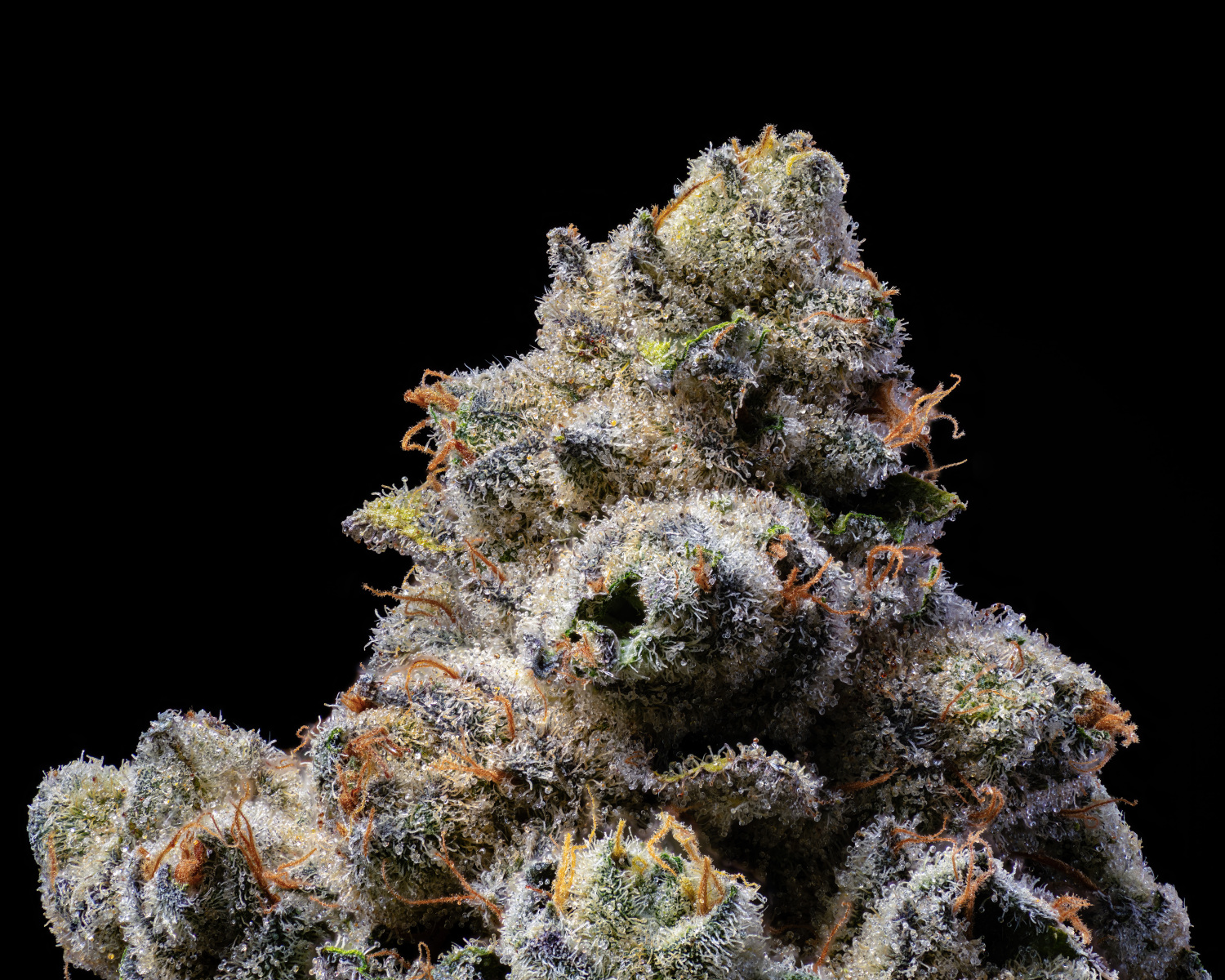 full-bud portraits