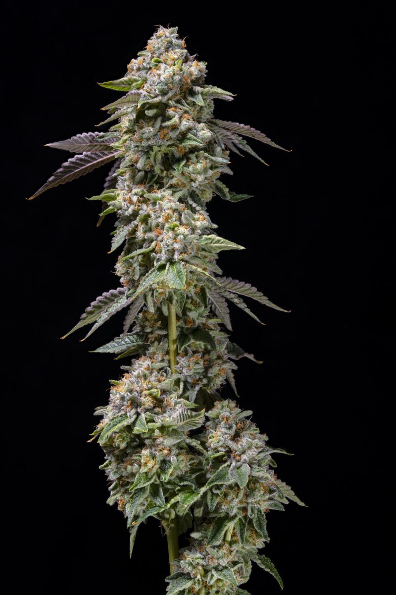 swamp water fumes strain portrait