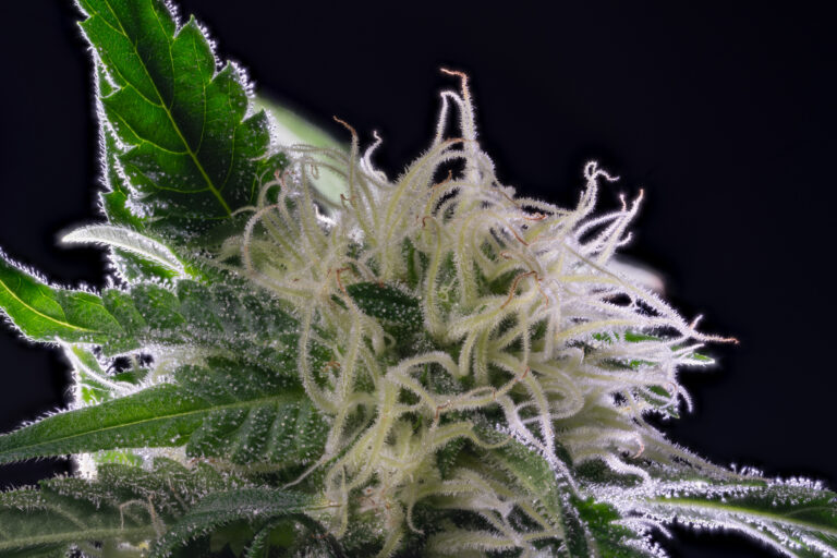 stacked from 56 images. method=c (s=5)