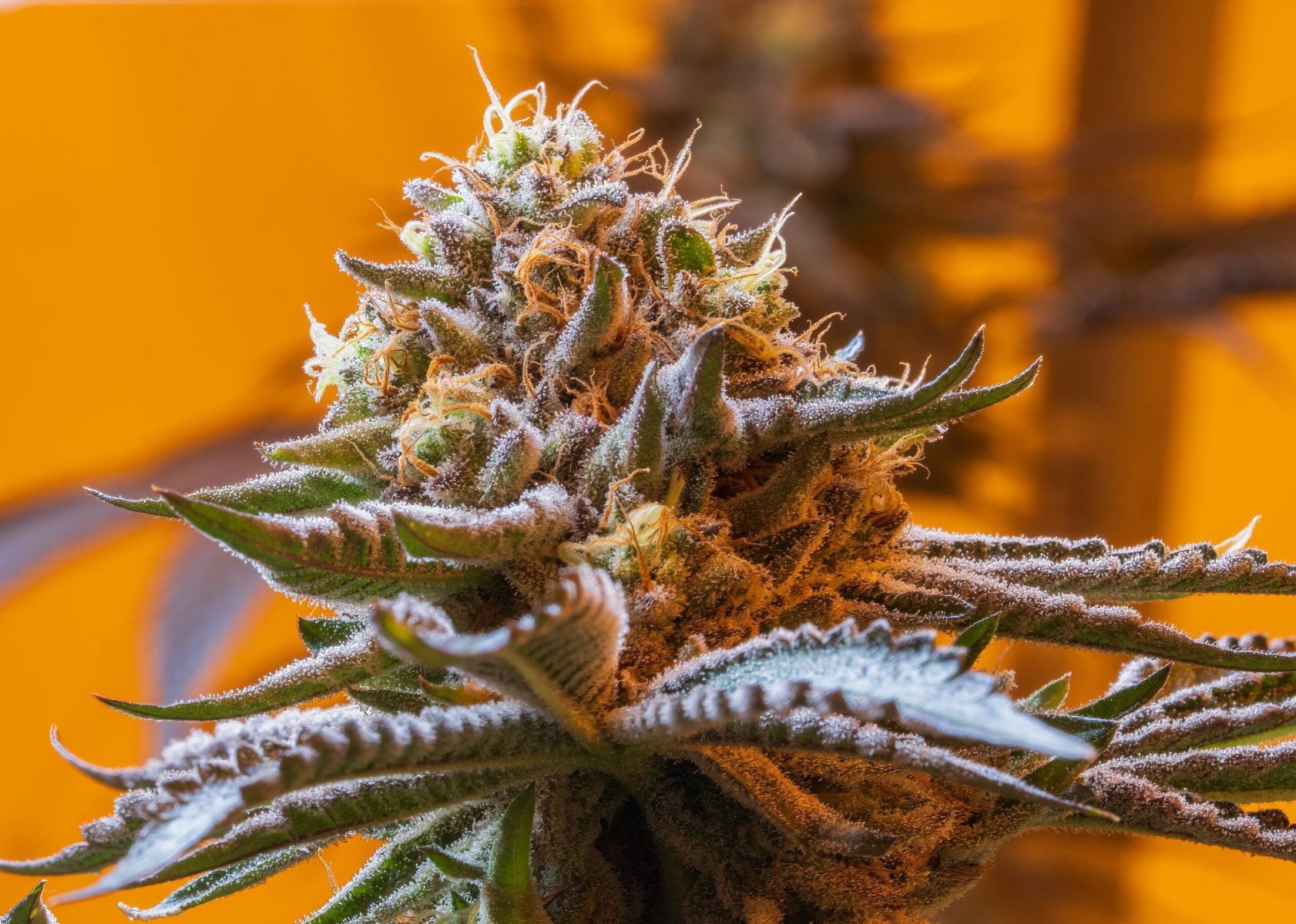 bar4087 edit 2 scaled 1